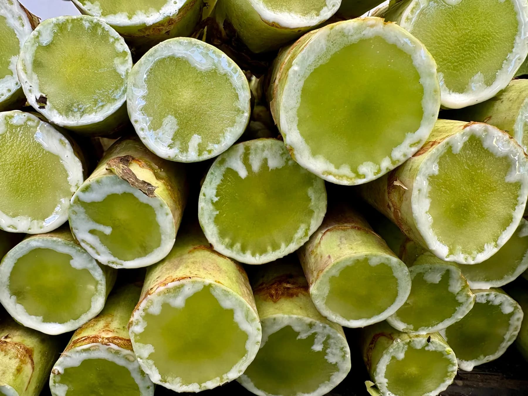 Freshly cut sugarcane stalks showing their pale green interiors