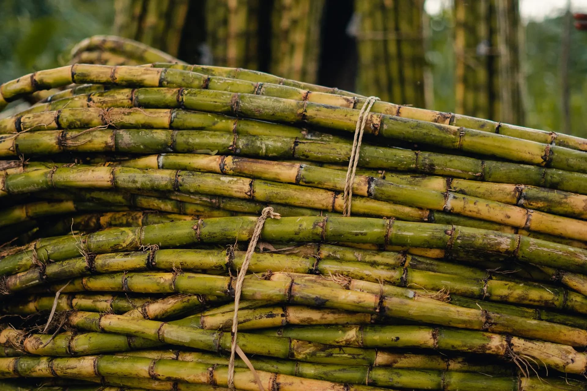Harvested sugarcane bundled at origin